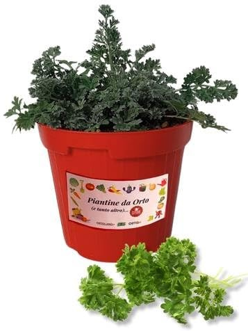 P. Piantine da Orto | Prezzemolo Riccio, Pianta in Vaso Diametro 14 cm, Pianta Pronta per il Trapianto, Pianta Vera da Esterno, Piantina Aromatica per Balcone o Terrazzo, Vivaio Italiano
