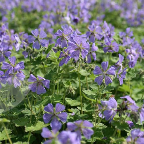 6 x Géranium vivace 'Philippe Vapelle' - Geranium 'Philippe Vapelle' - Godet 9x9cm - Rose vif, attractif abeilles, bordures