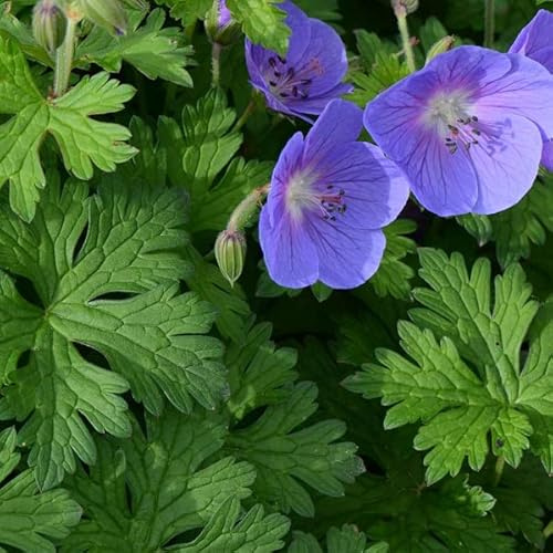 12 unità Geranio dell'Himalaya - Cranesbill dell'Himalaya Vaso 9x9cm ±1 m² - Geranio con Fiori Viola e Verde per Giardini