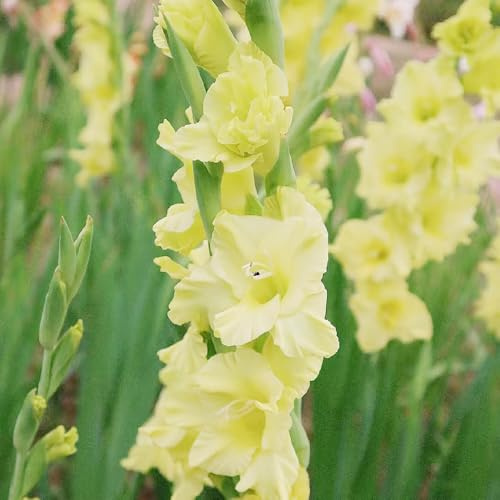 gladioli resistenti di rocce letto elevato giardino interno riverdimento tetti bonsai ufficio Bulbi perenni, 3pcs