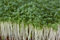 Just Seed Cress - Common Plain - 1KG Bulk Packet