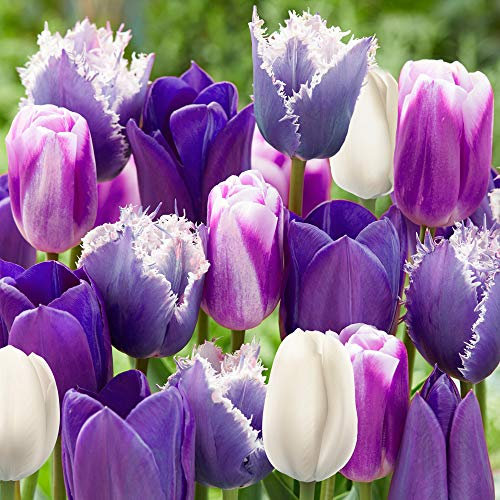 YouGarden 'Paradise Purple' Tulip Mix, Pack of 20 Bulbs, Early Spring Flowering Bulbs