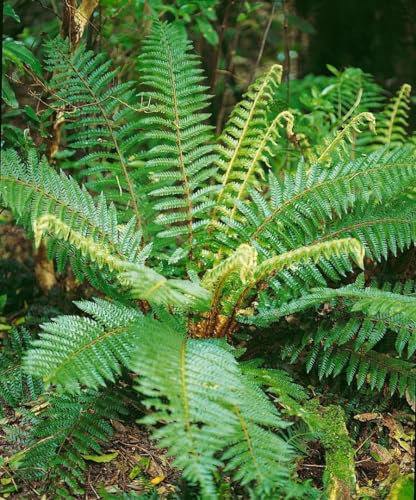 Polystichum braunii 9x9 cm Topf – Winterhart, Immergrün, Pflegeleicht – Brauns Schildfarn – Schattenstaude für Garten & Beet