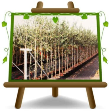 Oliviers Olivos Molino De Aceite Olivos En Jarrón Fruta Antigua Olivo Autofértil Altura: 180 ~200 CM Edad: 7~8 Años Florero: 35 ~40 CM