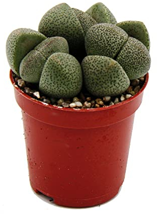 Exotenherz - Pleiospilos nelii - Pierre vivante - Granit vivant - Dans un pot de 5,5 cm