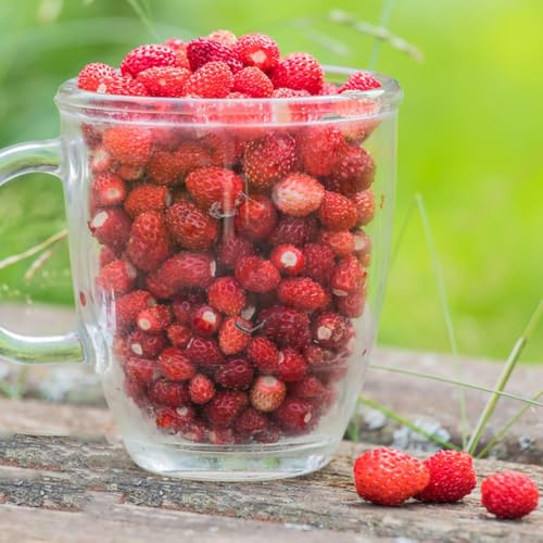 Semillas de fresa mensuale, fresca Fragaria vesca, fresas silvestres, semillas de resistentes para el jardín comprar 100pcs