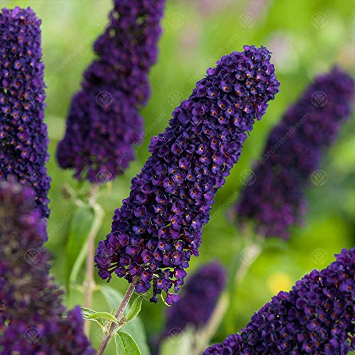 GardenersDream Buddleia Davidii 'Black Knight' Butterfly Bush - Outdoor Garden Ready Plant in 9cm Pot - Summer Flowering Shrub for Gardens and Patios - Fast Growing Deciduous Hardy Shrub (20-30 cm)