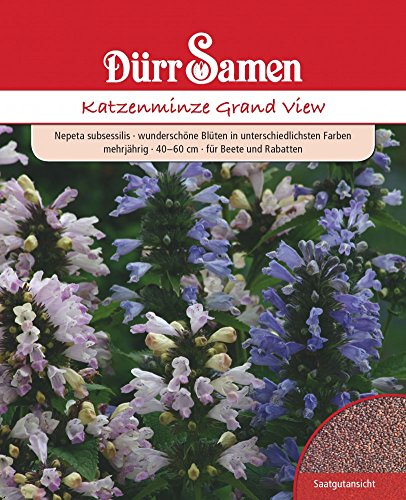 Dürr-Samen - Nepeta subsessilis Katzenminze Grand View mehrjährig Saatgut