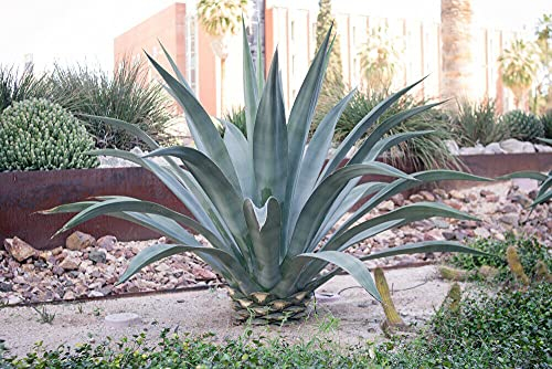 Agave Weberi Gian't Weber's Agave 3 fresh seeds