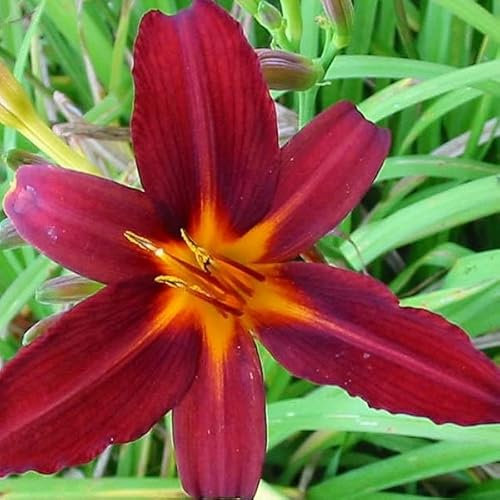 6 x Lis d'un jour, Hémérocalle 'Flaming Sword' - Hemerocallis - Godet 9x9cm - Fleurs rouges orangées, massifs