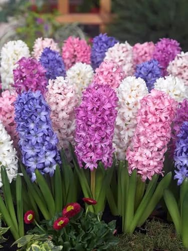 Hyazinthen Blumenzwiebeln Winterhart Mix, Mehrjährige Hyazinthen Zwiebeln aus Holland, für Garten, Balkon, Beete und Töpfe (10, Hyazinthen)