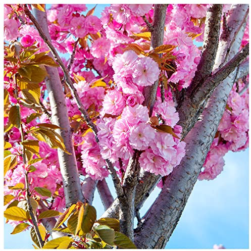 Japanese Flowering Cherry/Prunus 'Kanzan' 3-4ft Tall, Large Double Deep Pink Flowers 3fatpigs®