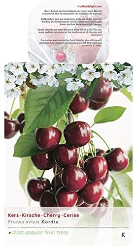 Süßkirsche 'Kordia' (Prunus avium) – Obstbaum 100–120 cm – ertragreich & selbstfruchtbar – große, knackige Früchte – ideal für Garten & Terrasse