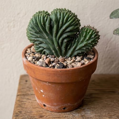 Cactus Raro Cristato GardenersDream Cereus jamacaru Pianta Grassa da Collezione che Purifica l'Aria Indoor, ideale per mensole, scrivanie e davanzali