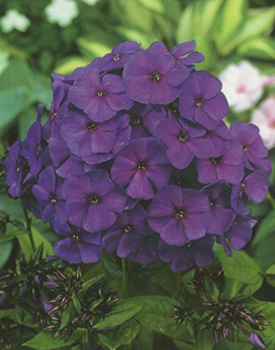 Hoher Phlox paniculata Nicky Flammenblume3 Wurzelstücke Winterhart Staude