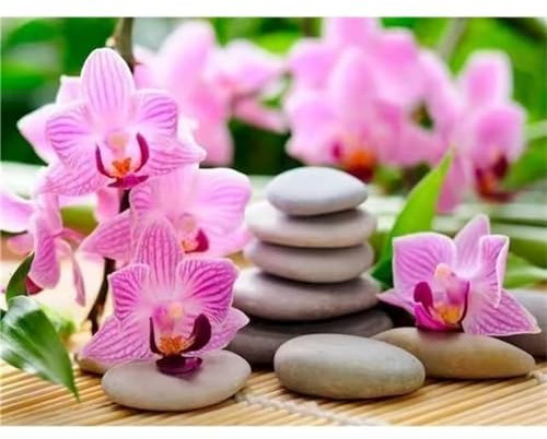 QiHon Malen Nach Zahlen Erwachsene Phalaenopsis, Steine Malen Nach Zahlen für Anfänger, mit Pinsels und Acrylfarbe Als Geschenke und Heimdekoration, Ohne Rahmen 40x50cm