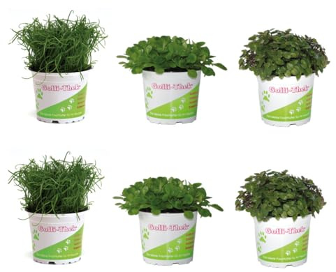 Ensemble de plantes fourragères pour reptiles et tortues 6 mélanges avec Golliwoog Ackersalat Plantolli Plantes fourragères fraîches pour lézards, tortues terrestres, nourriture naturelle pour