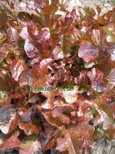 PREMIER SEEDS DIRECT - LETTUCE - RED OAKLEAF - 2000 FINEST SEEDS