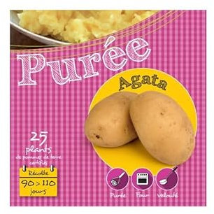 Agata 25 Plants de pomme de terre