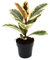 Exotenherz - Weissbunter Gummibaum - Ficus elasticaTineke - 11cm Topf