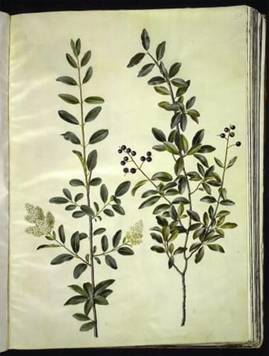 EAGBJTPTM Famous Art Picture Photo Canvas Image Common Privet by Hans Simon Holtzbecker Famous Painting for Home Decor 60x90cm