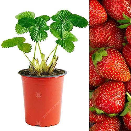 Strawberry 'Elsanta' Mid Season Fruit Bush Garden Plants | 9cm Pot (10 Plants)