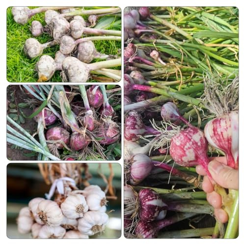 ajo semillas de ajo invierno decoración balcón semillas orgánicas jardín rocas 200pcs
