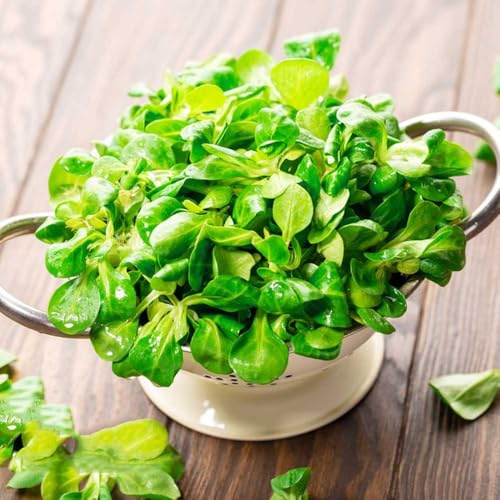 lattuga d'agnello semi di biologici semi di lattuga varietà esotici tradizionali balcone serra da orto rialzate rare e resistenti in vaso da 500semi