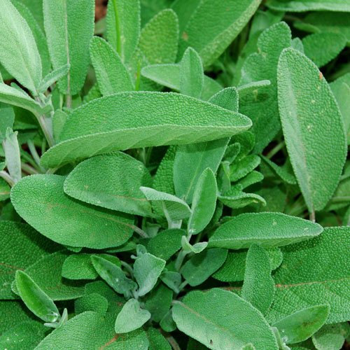 Plant World Seeds - Herb Sage Seeds (Herb Seeds)