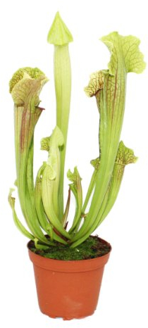Exotenherz - Schlauchpflanze - Sarracenia - groß - 12cm Topf