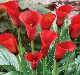 Breathtaking & Spectacular Calla Lily Red Alert Bulb, Plant, Root Start