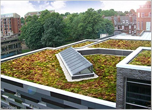 200 semi di Sedum Semi-tetto giardino- bel mix di colori - verdi, gialli, rossi e viola!