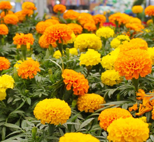 Earthcare Seeds Marigold CRACKERJACK 500 Seeds (Tagetes erecta) Non-GMO - Heirloom