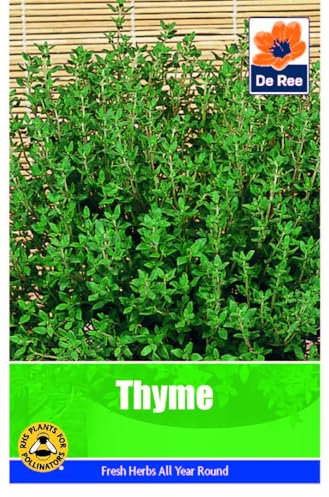 Vegetable Seeds for Growing Thyme 255 Seeds Grow Your Own Garden Vegetable Salad Herb Seed