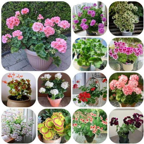 semillas de geranios pelargonio Decoración orgánica balcón 350pcs