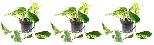 3er-Set Efeutute -Höhe ca. 15 cm, Topf-Ø 12 cm - Epipremnum aureum
