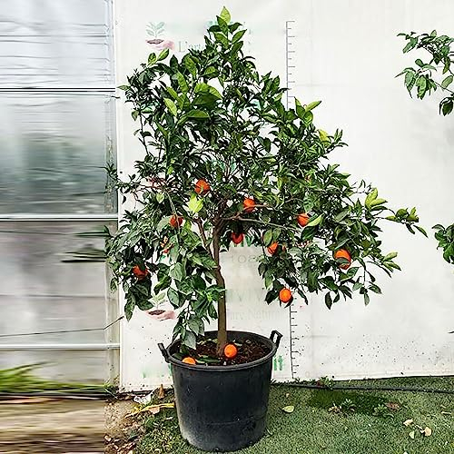 SAVINI VIVAI Orangenpflanze, süßer Orangen-Zitrusbaum mit gelbem Fruchtfleisch, im 70 cm Topf, Höhe 180–200 cm, 16–18 Jahre Veredelung, hergestellt in Italien