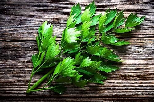 100 Graines de Céleri perpétuel, Livèche officinale, Levisticum officinale seeds:Seeds only