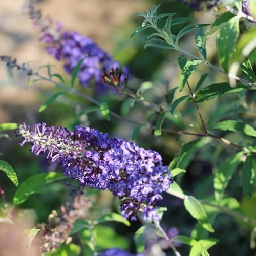 Pianta vera di Buddleja davidii Rêve de Papillon Blue - Diametro Vaso Ø 17 cm