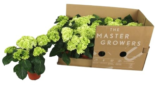 Hydrangea Blanca Hortensia Perfecta para Terrazas Jardines y Espacios Abiertos
