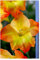 10x Gladioli Nanus Las Vegas Summer Flowering Bulbs Dwarf Yellow Sword Lily Gladiolus Beautiful Garden Cut Flowers Spring Planting Hardy Corms