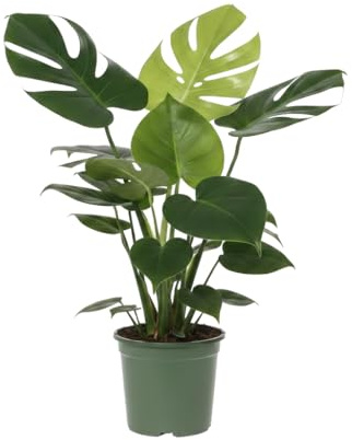 Monstera Deliciosa Costilla de Adán Natural DECOALIVE Maceta 14 cm Altura 50 cm Planta Viva Decorativa de Hojas Grandes