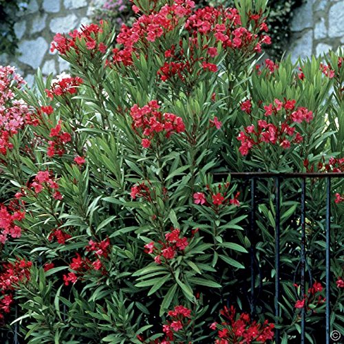 5 Semi di Nerium Oleander Hardy Red Oleandro
