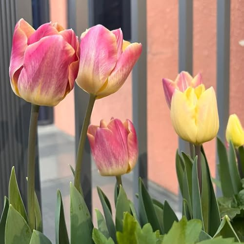 Bulbos de tulipán, de jardin Comprar bulbos de tulipanes, de balcón bulbos de Las de jardín son perennes 20pcs
