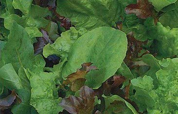 Graines en germination - Mélange a salade Mesclun avec roquette (roquette) -