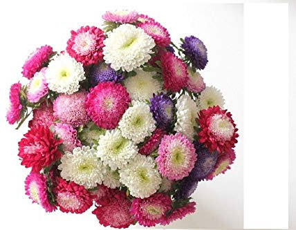 SONIRY Graines Paquet: Lot de 100 de la Reine Marguerite - Mix Bouquet - annuel