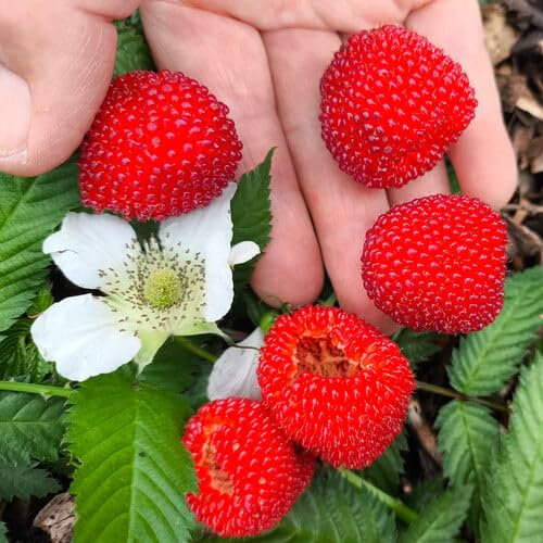 Plant World Seeds - Raspberry Japanese Balloon Berry Seeds (Berry Seeds)