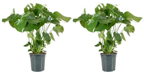 Bloomique - Set de 2 - Monstera deliciosa - Costilla de Adán - Planta de interior - Purificadora del aire - Fácil de cuidar - 70-80 cm - Maceta 21 cm