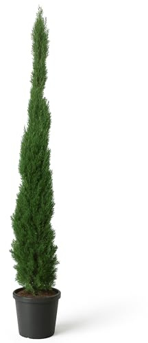 LEMON FLOWERS | Totem Zypresse Winterhart- Mittelmeerzypresse 180cm-200cm - Zypressen Winterhart bis -20°C - Zypresse Sempervirens Totem (1)