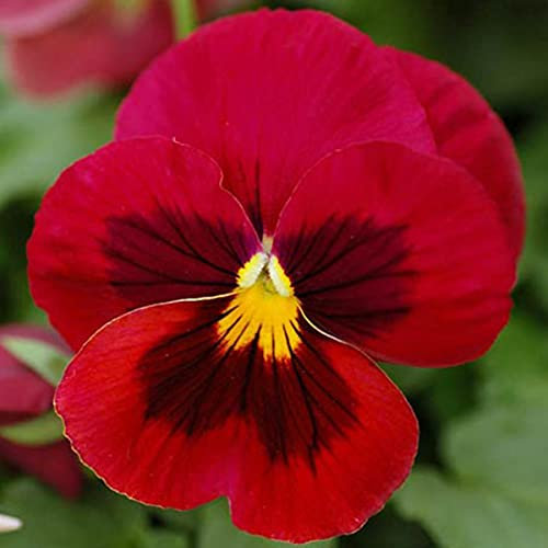 Welldales 50 Giant Red Viola Pansy Seeds Swiss Alpine to Plant Grow Flowers UK Hardy